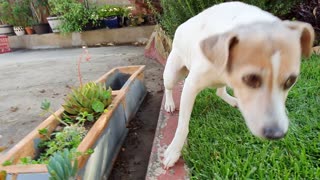 Jack Russell playing on rhe grass. Jerry is a good girl