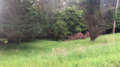 Pair of Samber Deer