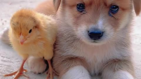 cute chicks with puupy