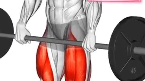 Barbell squats exercise for beginners