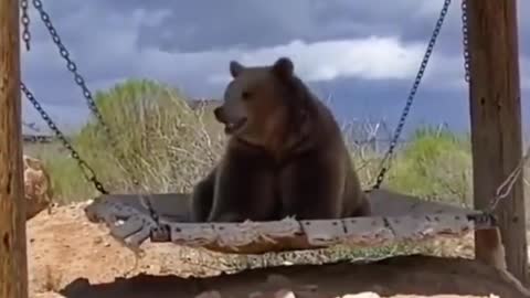 Brown bear