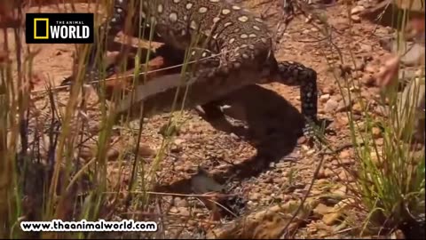 THE MOST AMAZING ANIMAL ATTACKS ON SMALL BIRD VIDEO