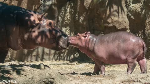 Fiona's Lullaby with Baby Hippo Fritz