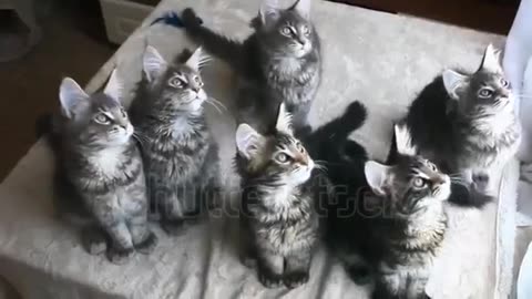 Funny Maine Coon Cats Move Their Heads Back And Forth