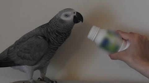 African grey parrot Marty