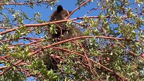 Bears Climb Apple Tree for a Snack