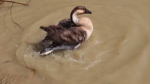 Goose Jacklin is taking a bath in the pond | She is playing in water