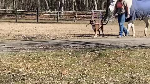 Dog Walks Horse From Barn to Pasture