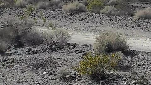 Wild West, wild horses but also devastating accident. Death Valley, CA