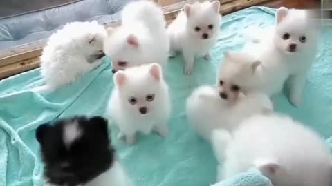 Cute baby animals Videos Compilation cutest moment of the animals