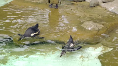 penguins swimming in underwater