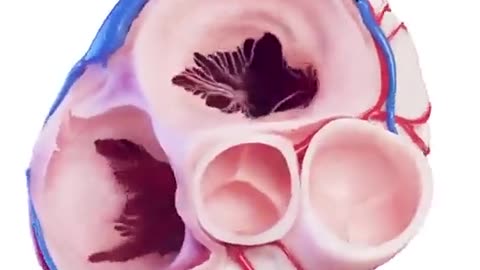 Human heart from the inside