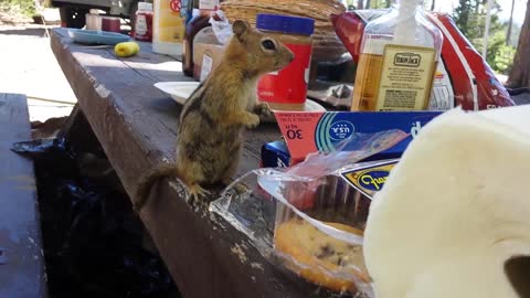 Chipmunk tries to steal cookie