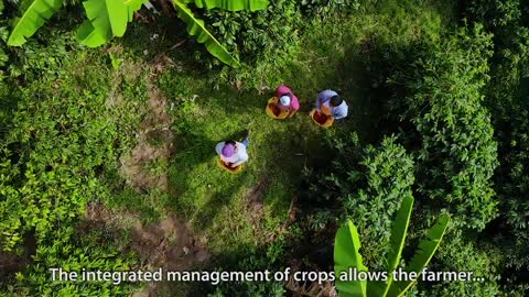 Colombian coffee, a history of good agricultural practices