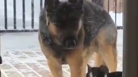 Funny dogs, dogs, funny, funny pets, funny videos, funny dogs, funny animals, funny cats,