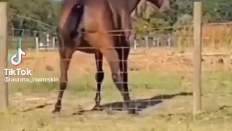 Funny animals video 😁😆😆😁😁😆