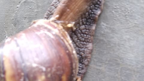 The snail couple climbing wall