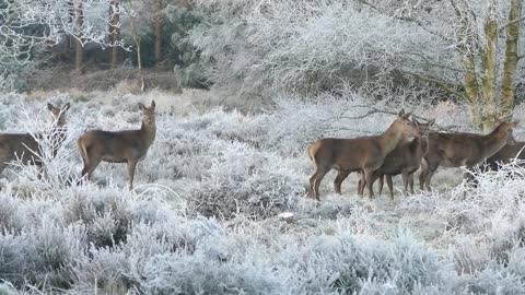 Reindeer Deer Animals Nature Wild Wildlife Forest