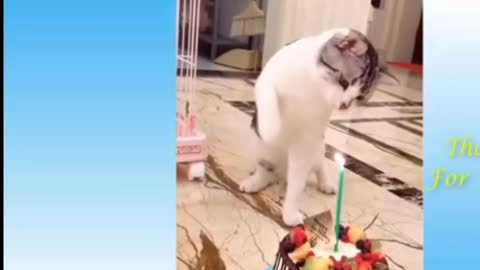 Funny and Cute Cat's Life 👯😺 Cats and Owners are the best friends Videos