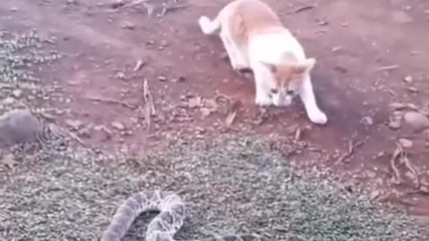 Cat 🐈 Vs Dog 🐕 Action Together Fully Satisfaction Video Ever You Seen