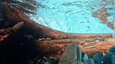 Underwater perspectives are my favorite thing to film are here Alaska