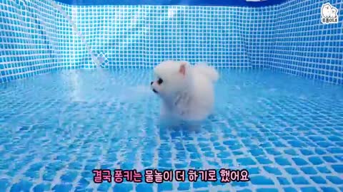 My dog (puppy) swimming