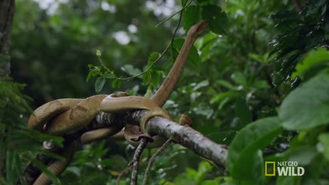 Welcome to Snake Island | Brazil