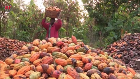 FAMOUS COCOA FARMING INTO CHOCOLATE PROCESSING IN SWITZERLAND