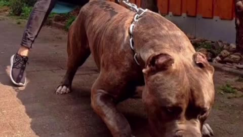 Top Pitbull dangerous dog's 😈👿 #Animals04