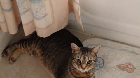 Watch a cat doing a great somersault🐱