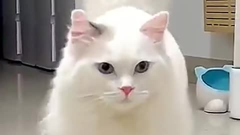 Cute cat