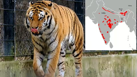 Royal Bengal Tiger