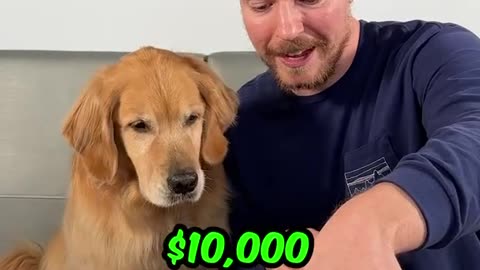 See what this Mr beast's dog do