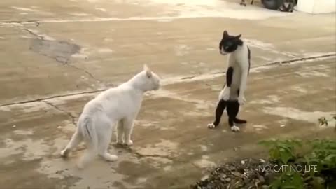 Funniest Cats 😹 - Don't try to hold back Laughter 😂 - Funny Cats Life