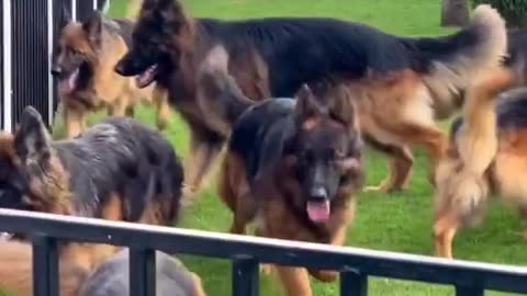 Very nice dog farm german shepherd, german shepherd dog, german shepherd puppy,