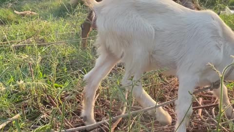 so cute goat and lovely baby goat Ep3