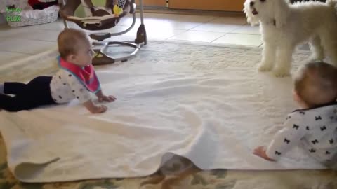 Funny Babies Laughing Hysterically at Dogs Compilation