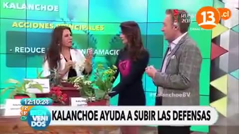 KALANCHOE ROMPE TUMORES Y CURA EL CANCER