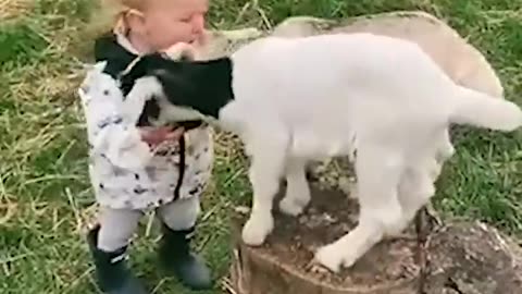 Toddler is Thrilled to Meet Baby Goats