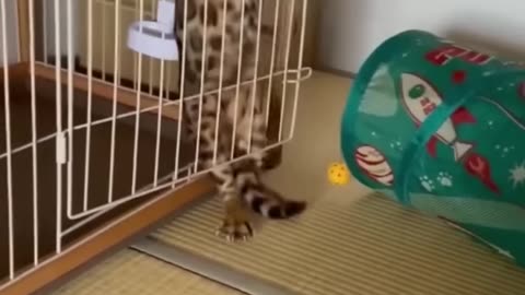 #funny animal video