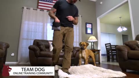 Dallas Video Production | Frozen Fire Films | Dog Training Video