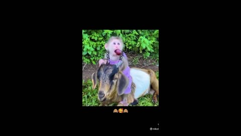 Monkey and Goat Friendship