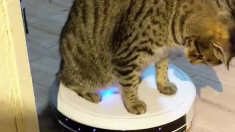 Cat Loves Riding on Roomba