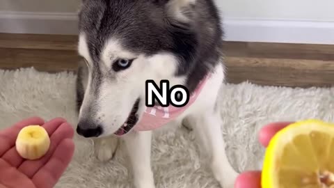 Funny Cute Husky Adorable moments