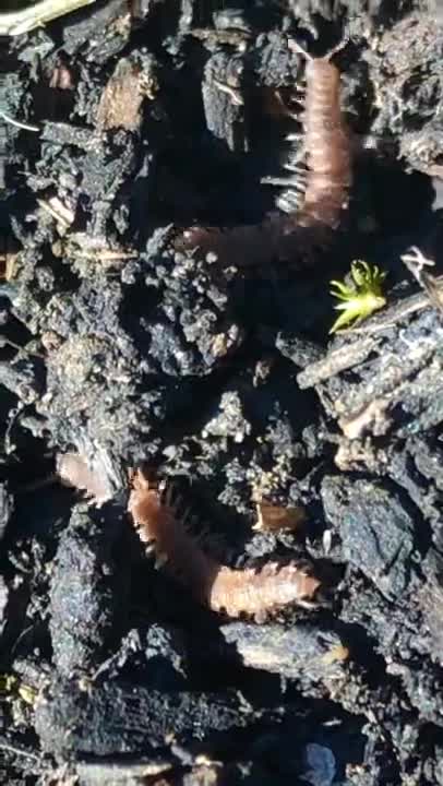 Flat backed millipedes crawl in the light