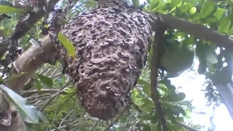 A big termite house in the middle of the tree in the botanical garden [Nature & Animals]