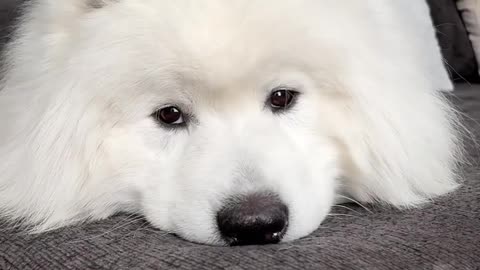 I love my Mommy #shortsvideo #dog #video #cute #puppyvideos #samoyeddogs #ytshorts #samoyedpuppy