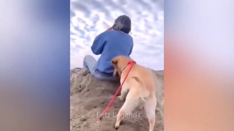 "Smart Dog vs. Man: Hilarious Playtime Compilation!"