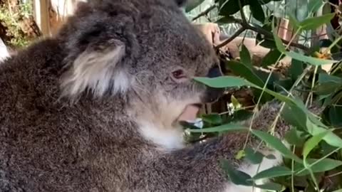 My name is koala, I'm a lazy animal