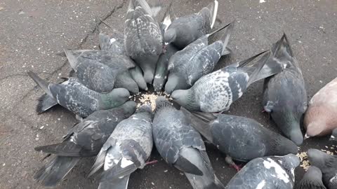 pigeons in the square